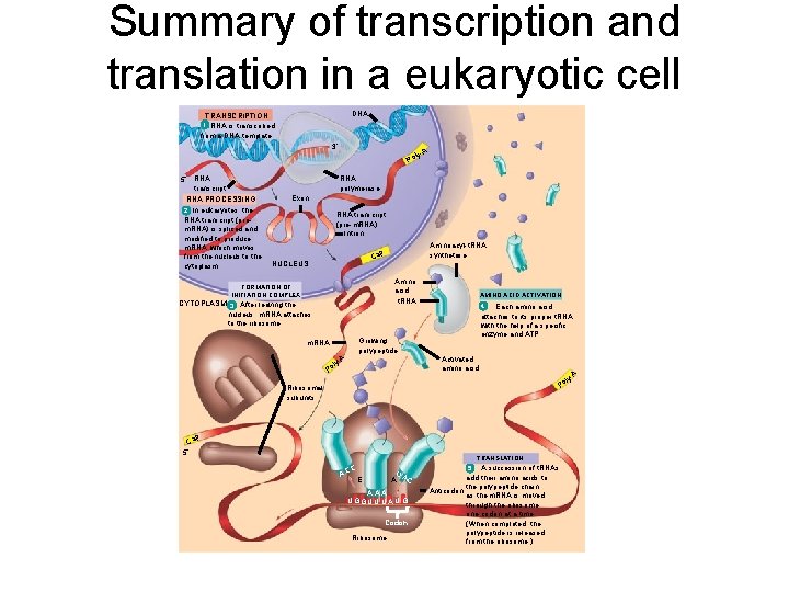 Summary of transcription and translation in a eukaryotic cell DNA TRANSCRIPTION 1 RNA is