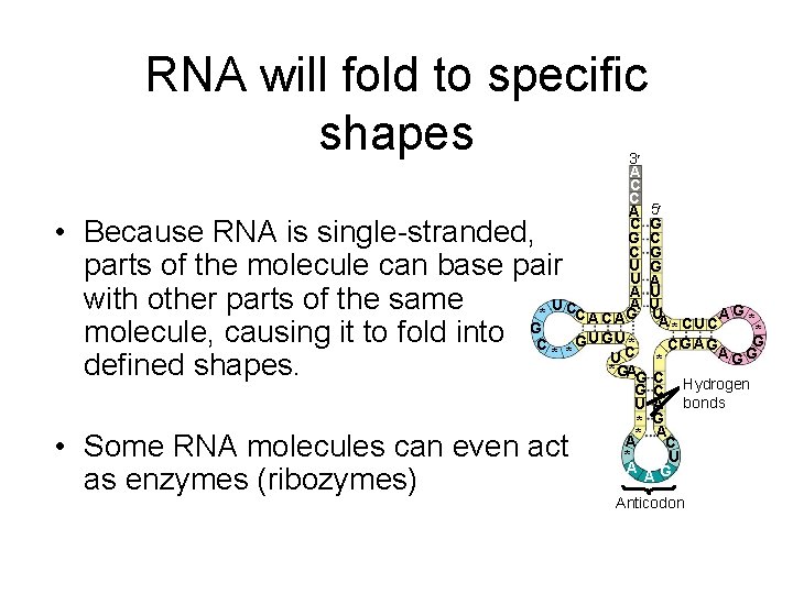 RNA will fold to specific shapes 3 A C C A 5 C G RNA will fold to specific shapes 3 A C C A 5 C G