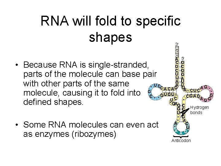RNA will fold to specific shapes 3 A C C A 5 C G