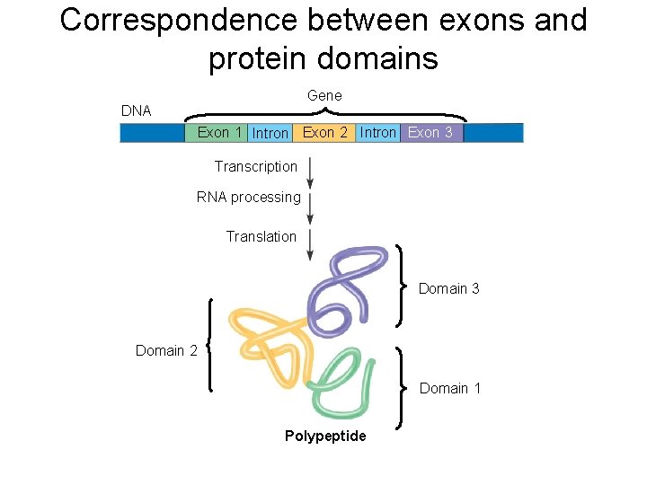 Correspondence between exons and protein domains Gene DNA Exon 1 Intron Exon 2 Intron