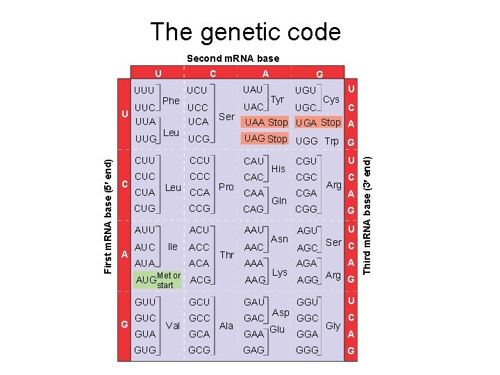 The genetic code Second m. RNA base UUU UUC U UUA First m. RNA