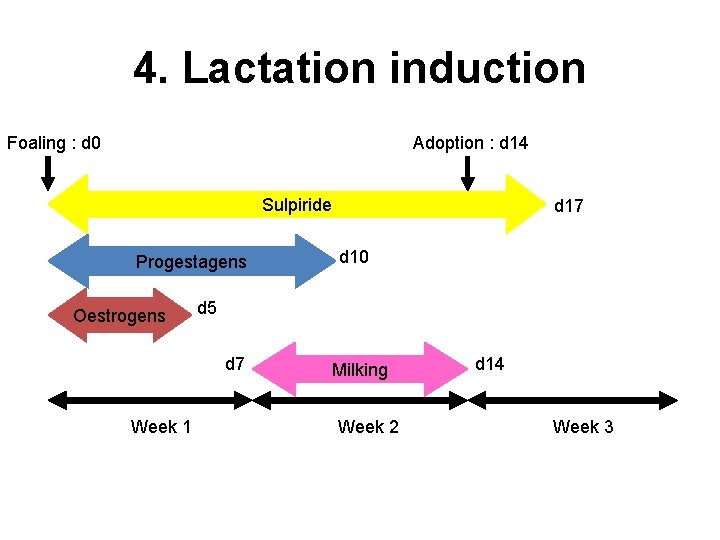 4. Lactation induction Foaling : d 0 Adoption : d 14 Sulpiride Progestagens Oestrogens