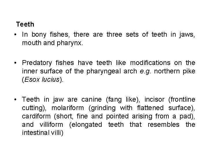 Teeth • In bony fishes, there are three sets of teeth in jaws, mouth