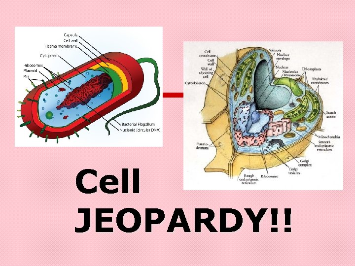 Cell JEOPARDY!! 