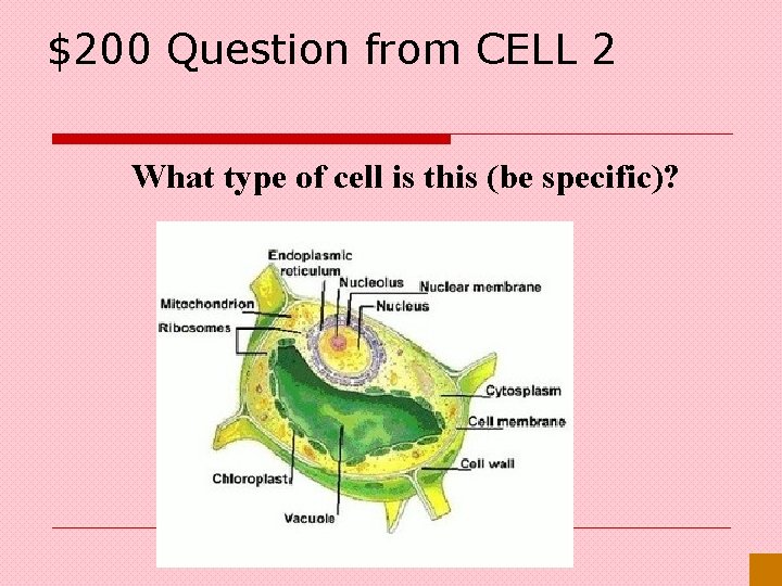 $200 Question from CELL 2 What type of cell is this (be specific)? 