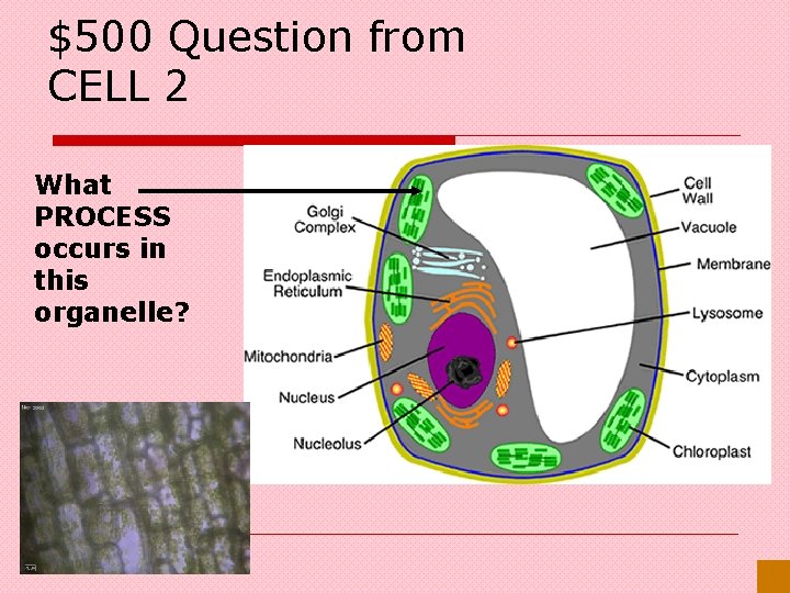 $500 Question from CELL 2 What PROCESS occurs in this organelle? 