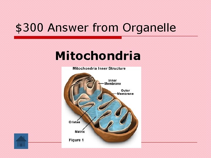 $300 Answer from Organelle Mitochondria 