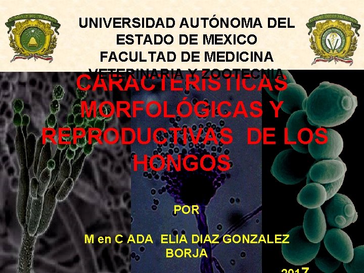 UNIVERSIDAD AUTÓNOMA DEL ESTADO DE MEXICO FACULTAD DE MEDICINA VETERINARIA Y ZOOTECNIA CARACTERÍSTICAS MORFOLÓGICAS