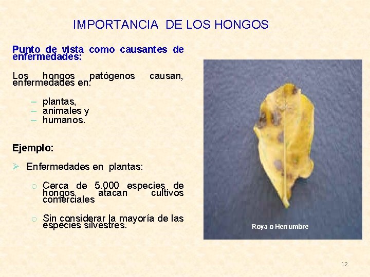 IMPORTANCIA DE LOS HONGOS Punto de vista como causantes de enfermedades: Los hongos patógenos