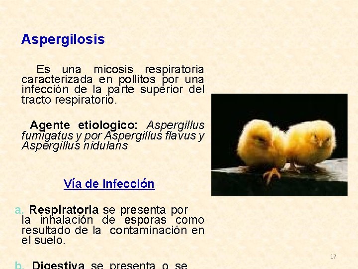 Aspergilosis Es una micosis respiratoria caracterizada en pollitos por una infección de la parte