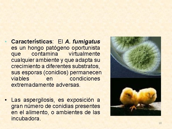  • Características: El A. fumigatus es un hongo patógeno oportunista que contamina virtualmente