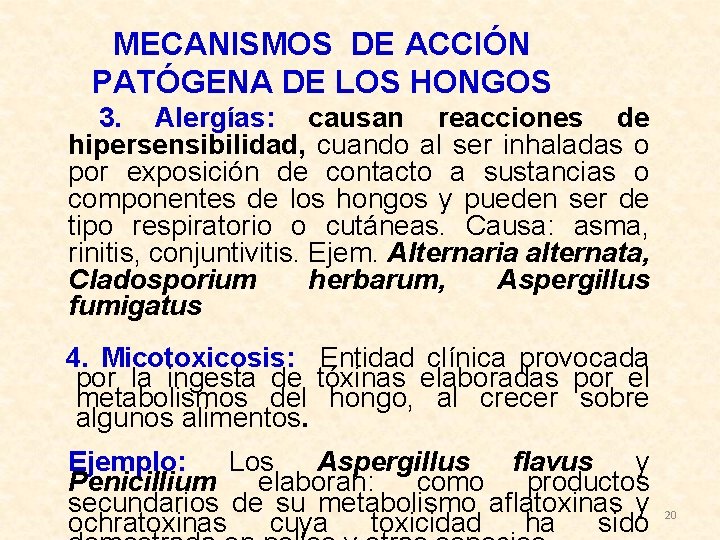 MECANISMOS DE ACCIÓN PATÓGENA DE LOS HONGOS 3. Alergías: causan reacciones de hipersensibilidad, cuando