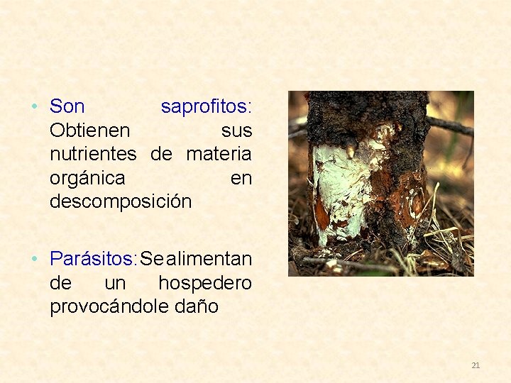  • Son saprofitos: Obtienen sus nutrientes de materia orgánica en descomposición. • Parásitos: