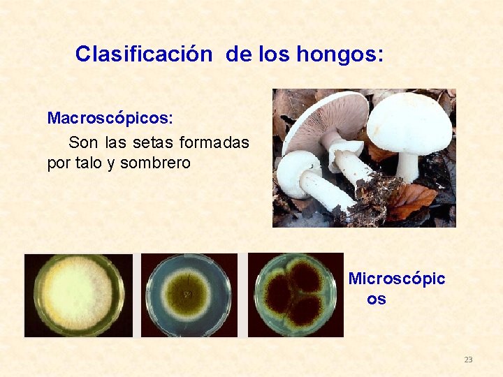 Clasificación de los hongos: Macroscópicos: Son las setas formadas por talo y sombrero Microscópic