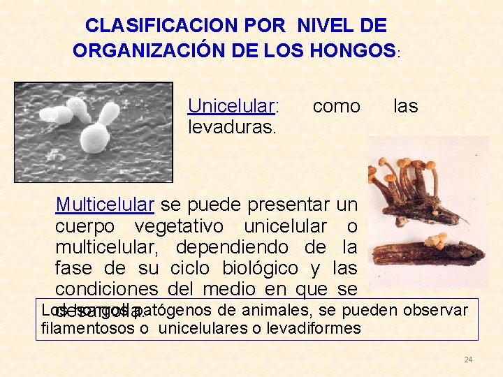 CLASIFICACION POR NIVEL DE ORGANIZACIÓN DE LOS HONGOS: Unicelular: levaduras. como las Multicelular se