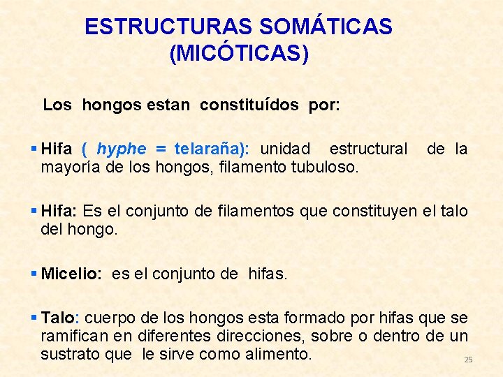 ESTRUCTURAS SOMÁTICAS (MICÓTICAS) Los hongos estan constituídos por: § Hifa ( hyphe = telaraña):