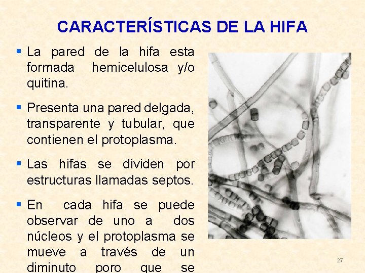 CARACTERÍSTICAS DE LA HIFA § La pared de la hifa esta formada hemicelulosa y/o