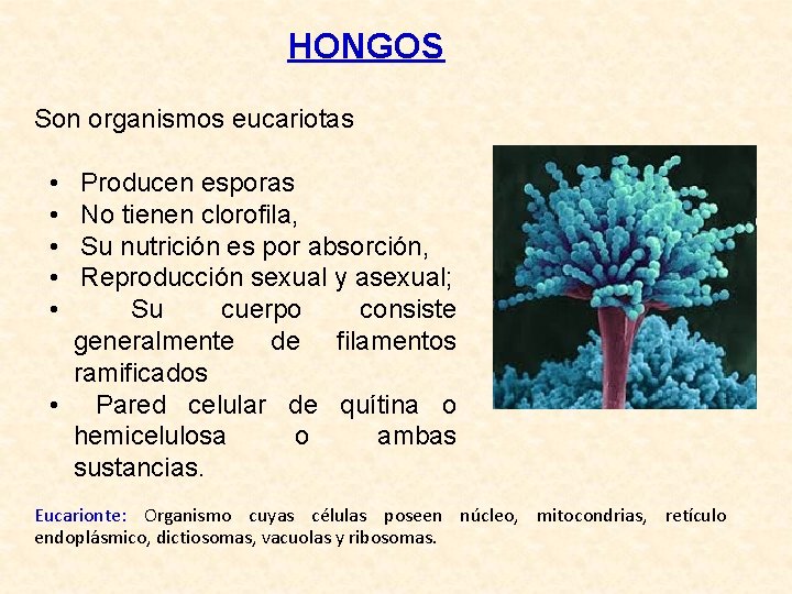 HONGOS Son organismos eucariotas • • • Producen esporas No tienen clorofila, Su nutrición