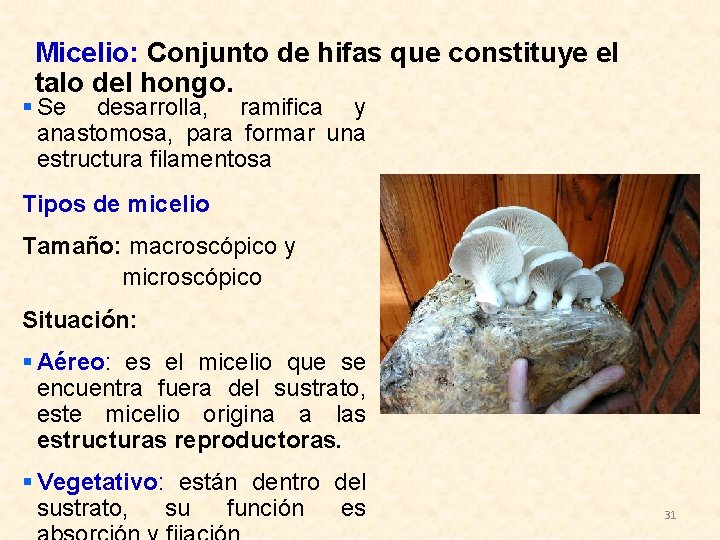 Micelio: Conjunto de hifas que constituye el talo del hongo. § Se desarrolla, ramifica