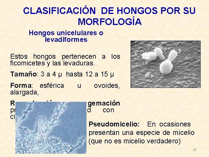 CLASIFICACIÓN DE HONGOS POR SU MORFOLOGÍA Hongos unicelulares o levadiformes Estos hongos pertenecen a