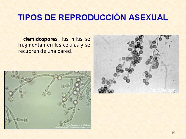 TIPOS DE REPRODUCCIÓN ASEXUAL clamidosporas: las hifas se fragmentan en las células y se