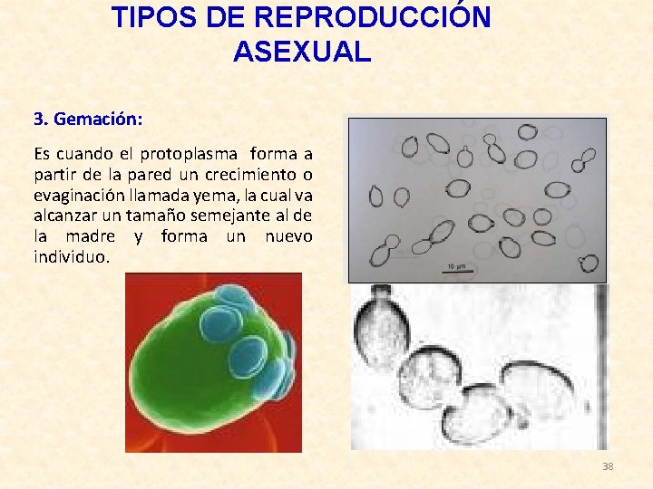 TIPOS DE REPRODUCCIÓN ASEXUAL 3. Gemación: Es cuando el protoplasma forma a partir de