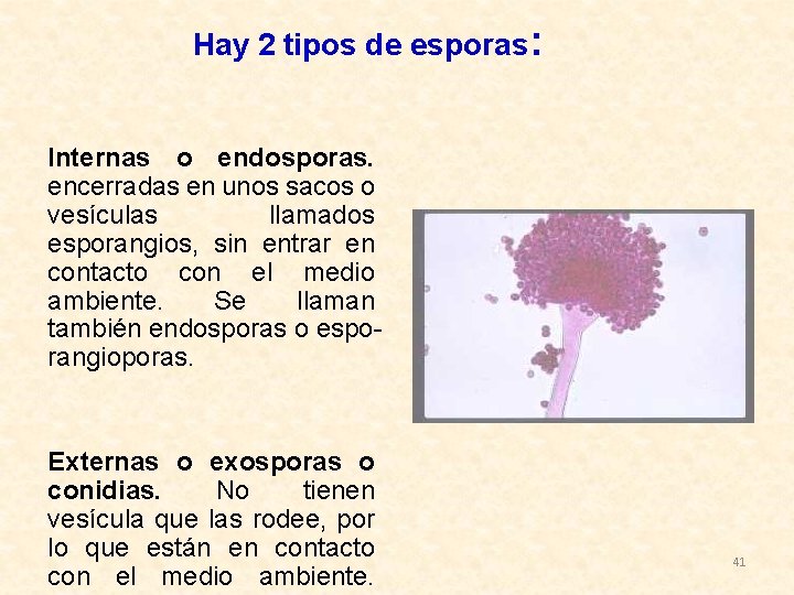 Hay 2 tipos de esporas: Internas o endosporas. encerradas en unos sacos o vesículas
