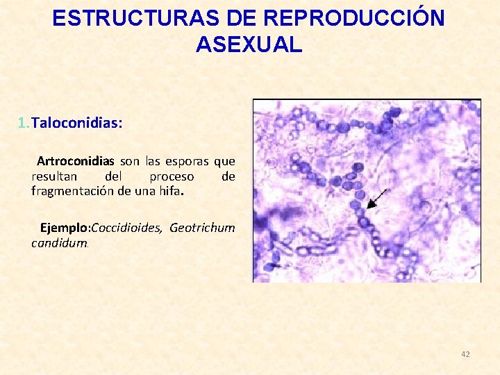 ESTRUCTURAS DE REPRODUCCIÓN ASEXUAL 1. Taloconidias: Artroconidias son las esporas que resultan del proceso