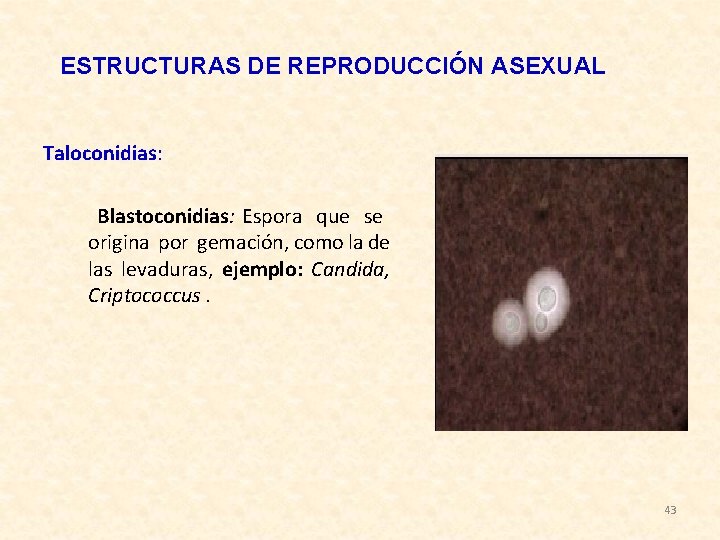 ESTRUCTURAS DE REPRODUCCIÓN ASEXUAL Taloconidias: Blastoconidias: Espora que se origina por gemación, como la