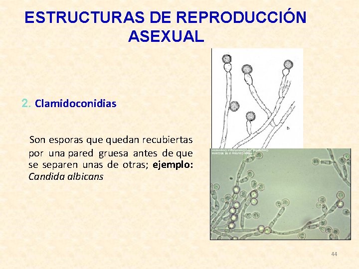 ESTRUCTURAS DE REPRODUCCIÓN ASEXUAL 2. Clamidoconidias Son esporas quedan recubiertas por una pared gruesa