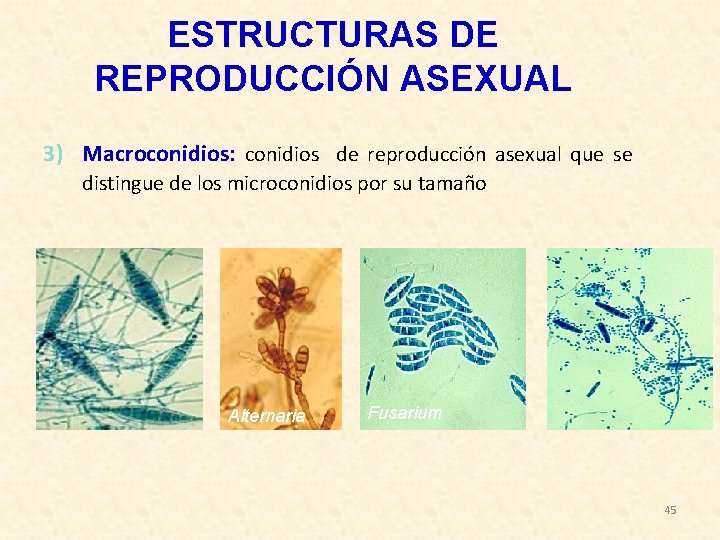 ESTRUCTURAS DE REPRODUCCIÓN ASEXUAL 3) Macroconidios: conidios de reproducción asexual que se distingue de