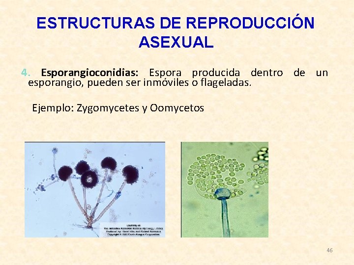 ESTRUCTURAS DE REPRODUCCIÓN ASEXUAL 4. Esporangioconidias: Espora producida dentro de un esporangio, pueden ser