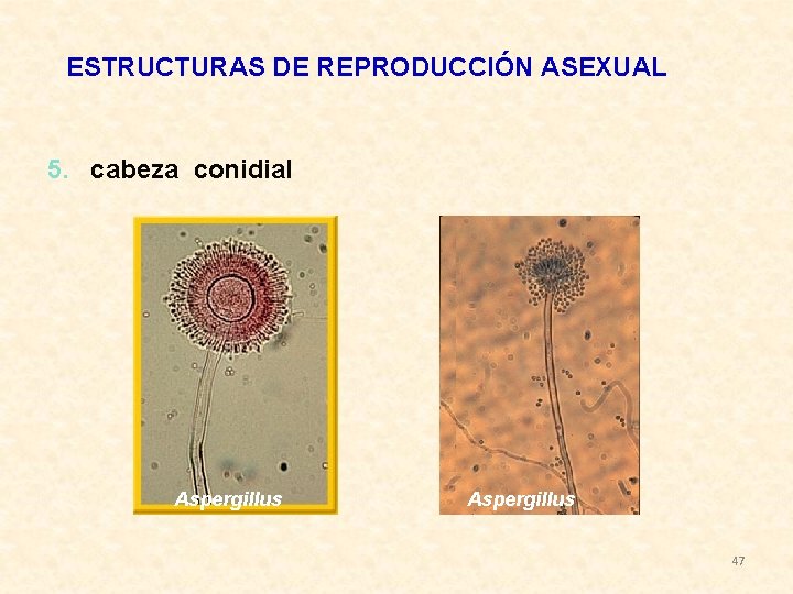 ESTRUCTURAS DE REPRODUCCIÓN ASEXUAL 5. cabeza conidial Aspergillus 47 