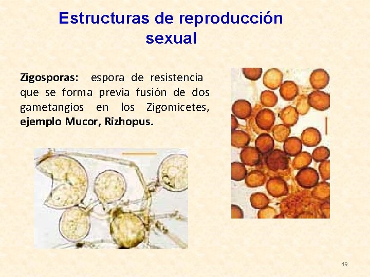 Estructuras de reproducción sexual Zigosporas: espora de resistencia que se forma previa fusión de