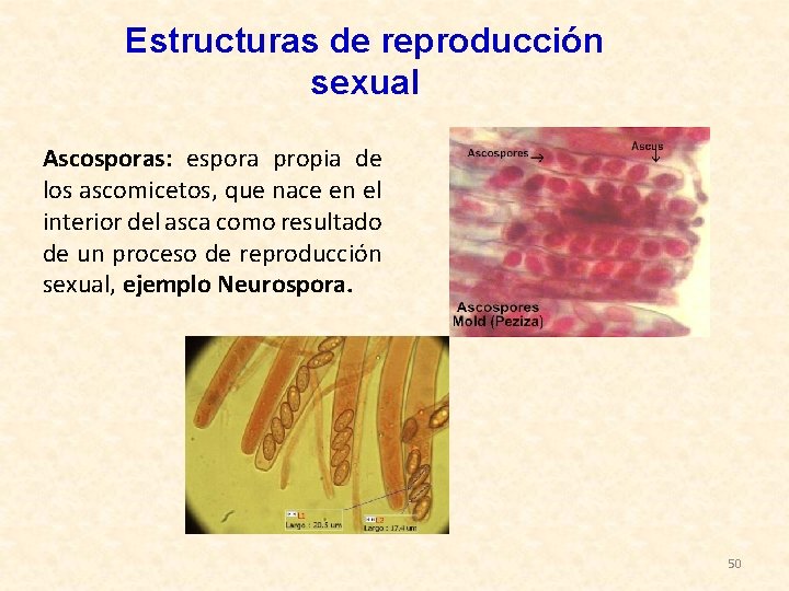Estructuras de reproducción sexual Ascosporas: espora propia de los ascomicetos, que nace en el