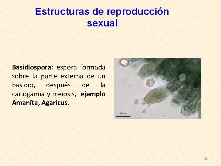 Estructuras de reproducción sexual Basidiospora: espora formada sobre la parte externa de un basidio,