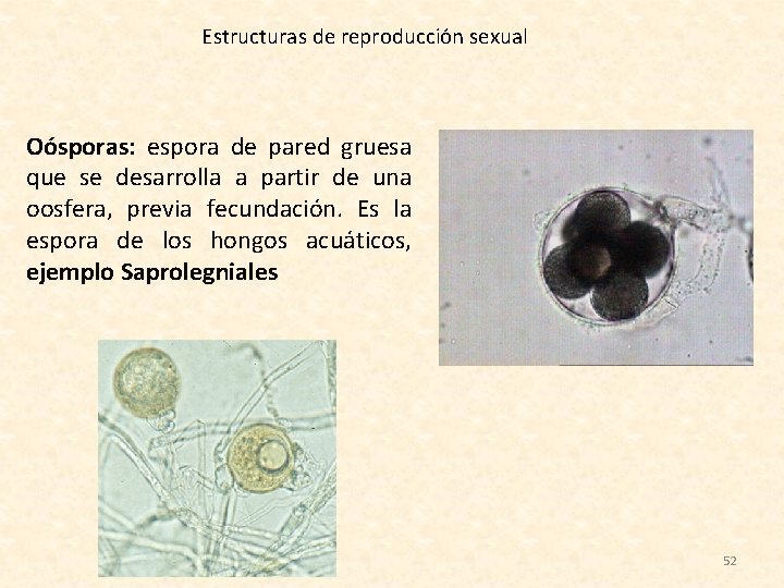  Estructuras de reproducción sexual Oósporas: espora de pared gruesa que se desarrolla a