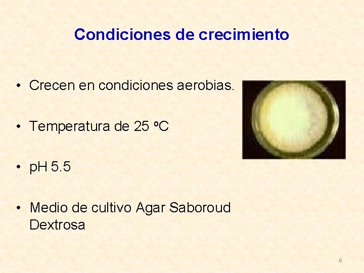 Condiciones de crecimiento • Crecen en condiciones aerobias. • Temperatura de 25 o. C