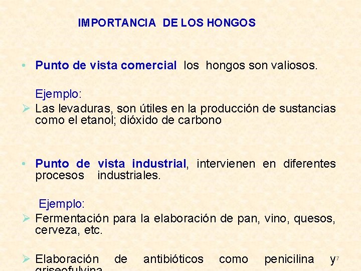 IMPORTANCIA DE LOS HONGOS • Punto de vista comercial, los hongos son valiosos. Ejemplo: