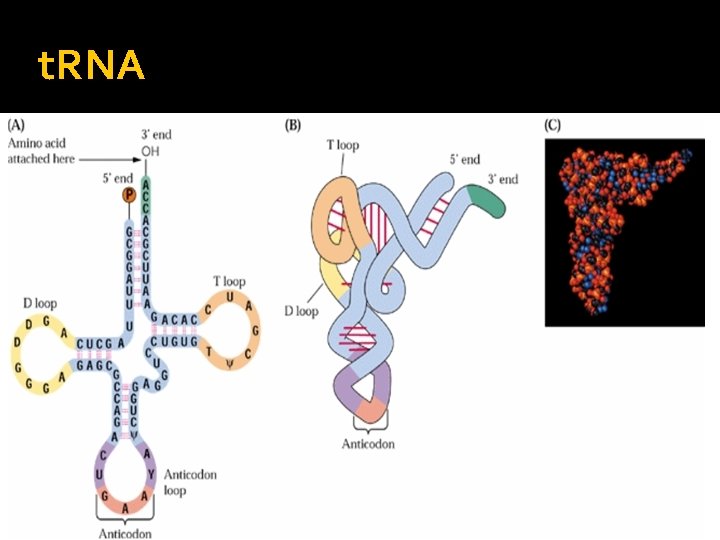 t. RNA 