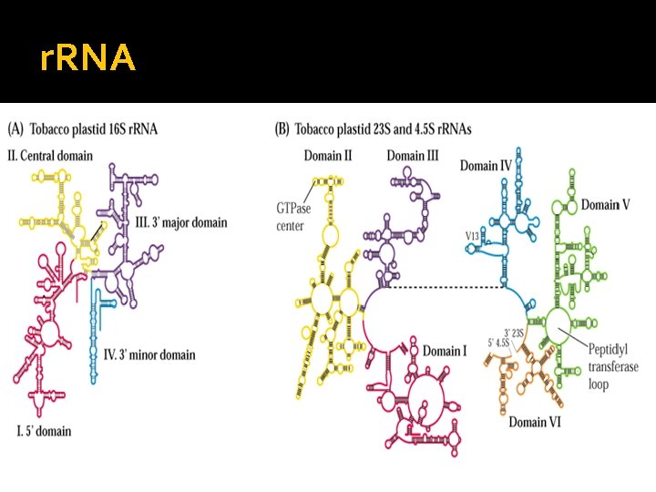 r. RNA 