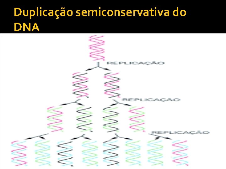 Duplicação semiconservativa do DNA 