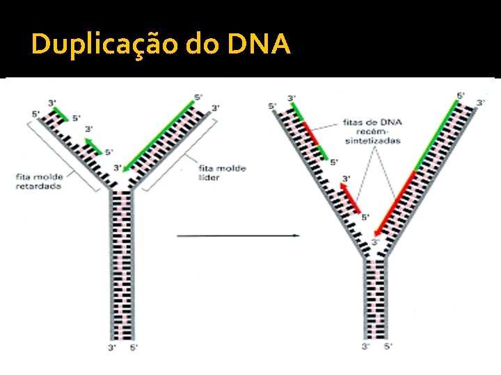 Duplicação do DNA 