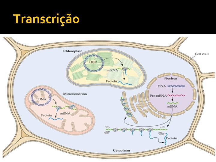 Transcrição 