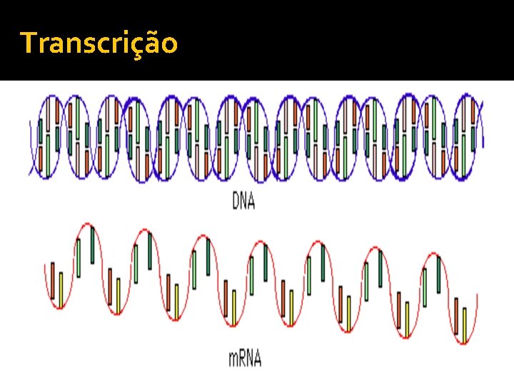 Transcrição 