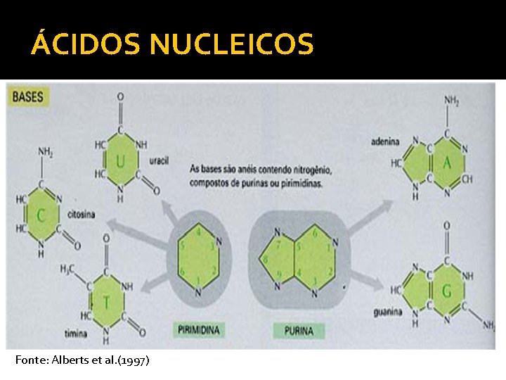 ÁCIDOS NUCLEICOS Fonte: Alberts et al. (1997) 