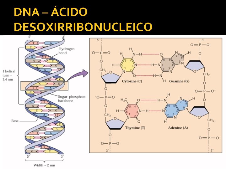 DNA – ÁCIDO DESOXIRRIBONUCLEICO 