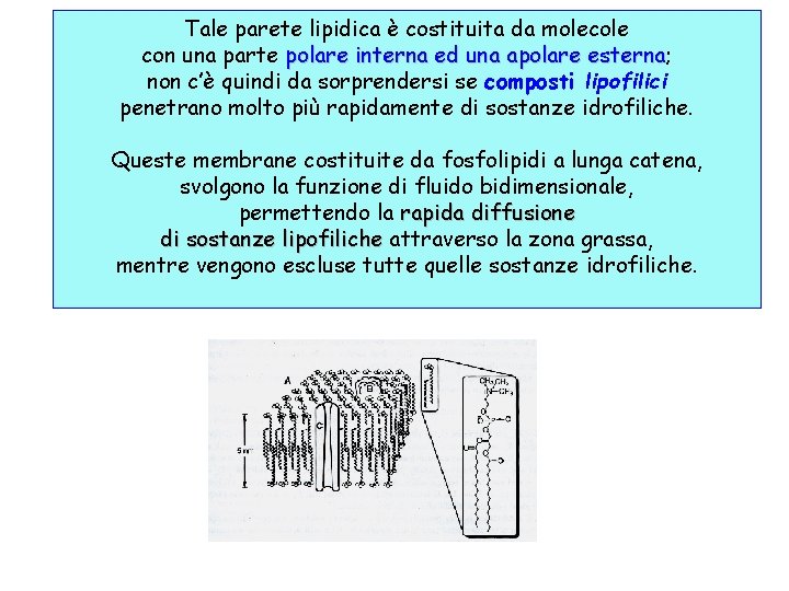 Tale parete lipidica è costituita da molecole con una parte polare interna ed una