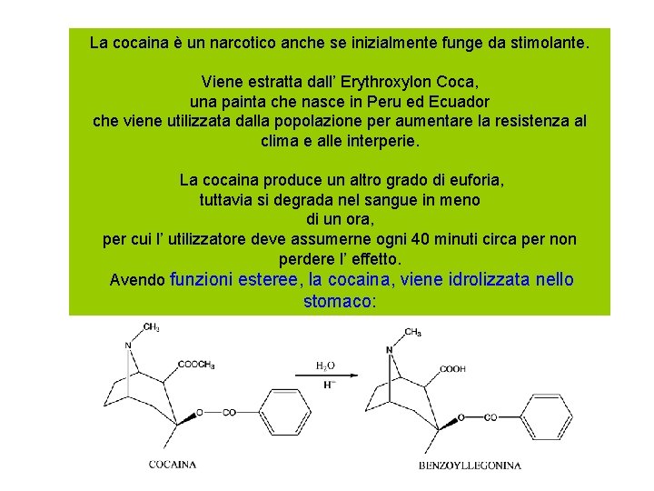 La cocaina è un narcotico anche se inizialmente funge da stimolante. Viene estratta dall’