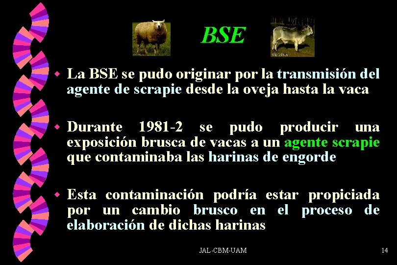 BSE w La BSE se pudo originar por la transmisión del agente de scrapie